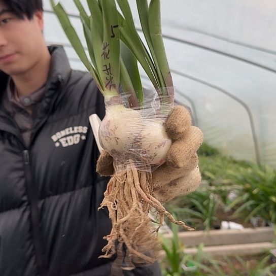 花孔雀小坨 开花包对版 今年不一定能开