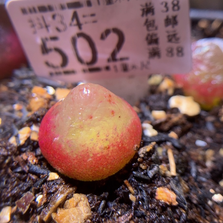 精品生石花34.502