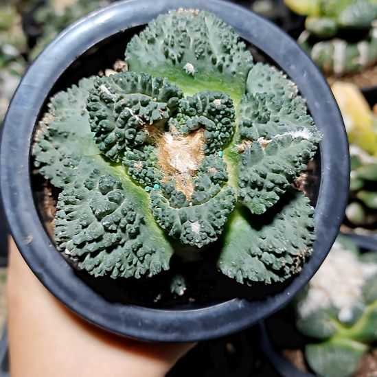 落地服盆哥斯拉牡丹