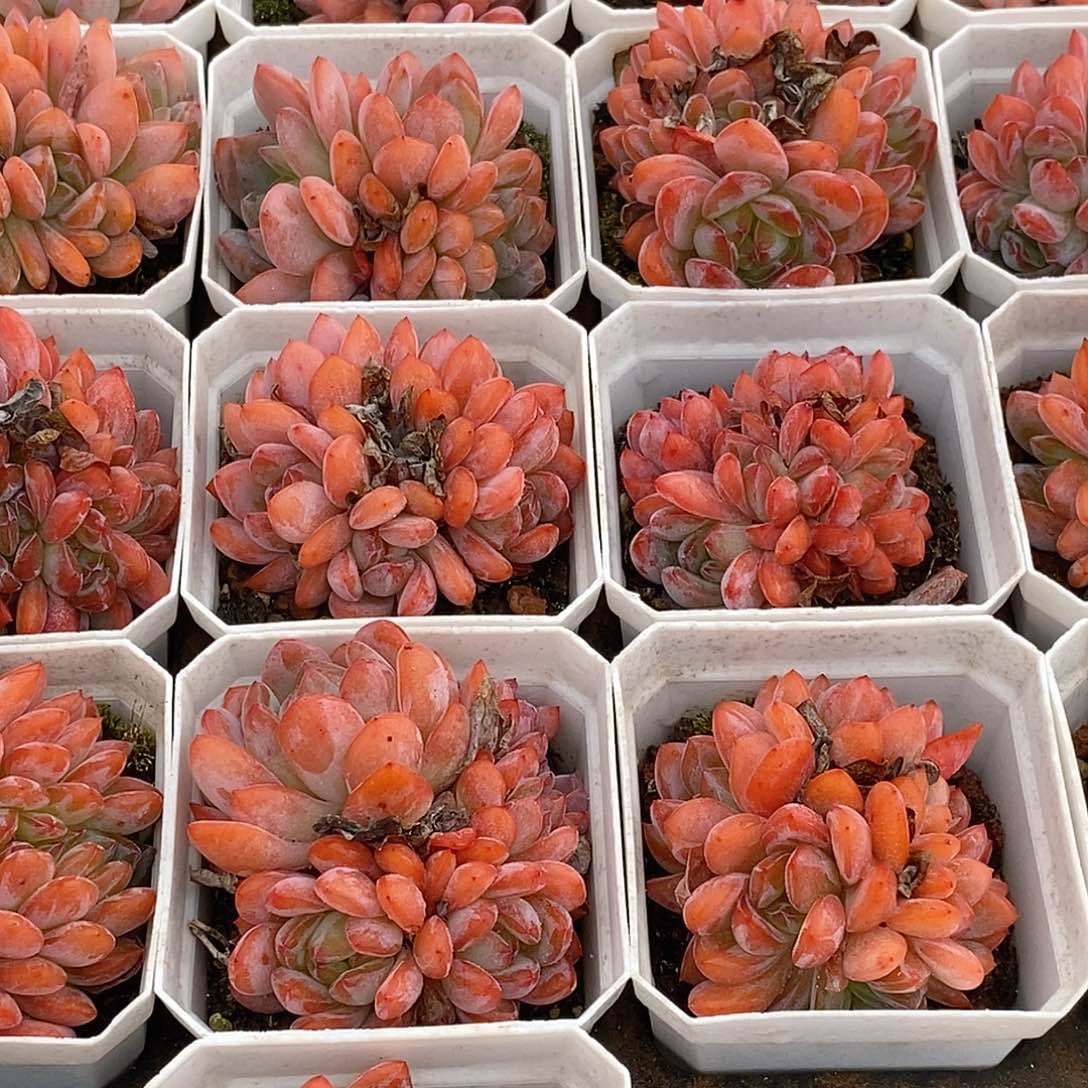 金汇园艺，全明星群