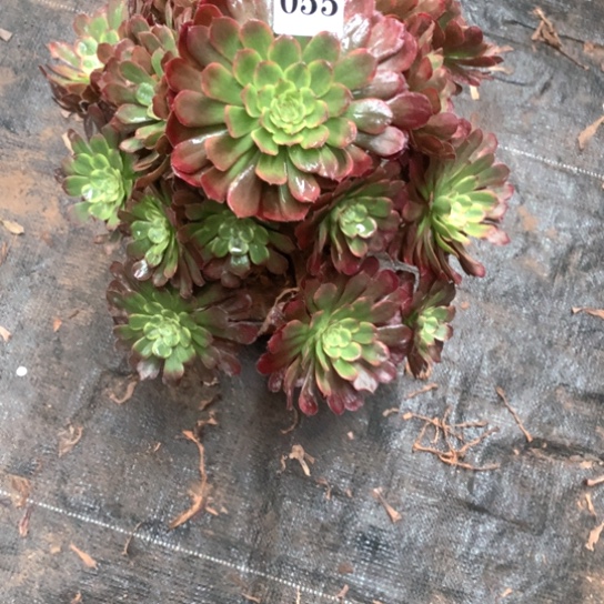 多肉植物火烧云055