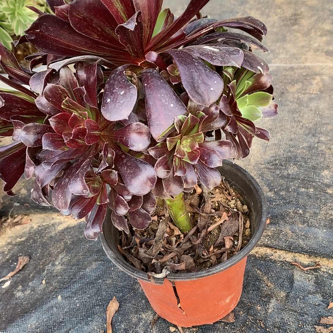 095欧若拉多肉法师