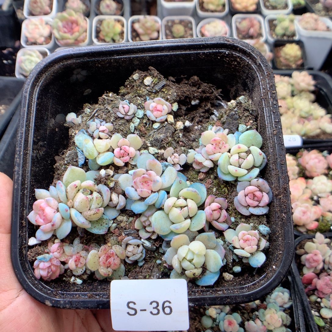 无花朵S36英语英语