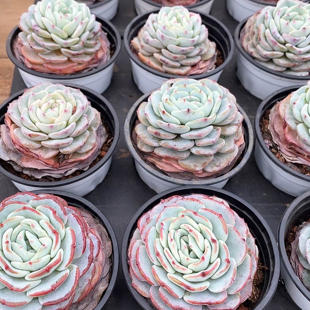 97。勃朗峰。小盆混发。