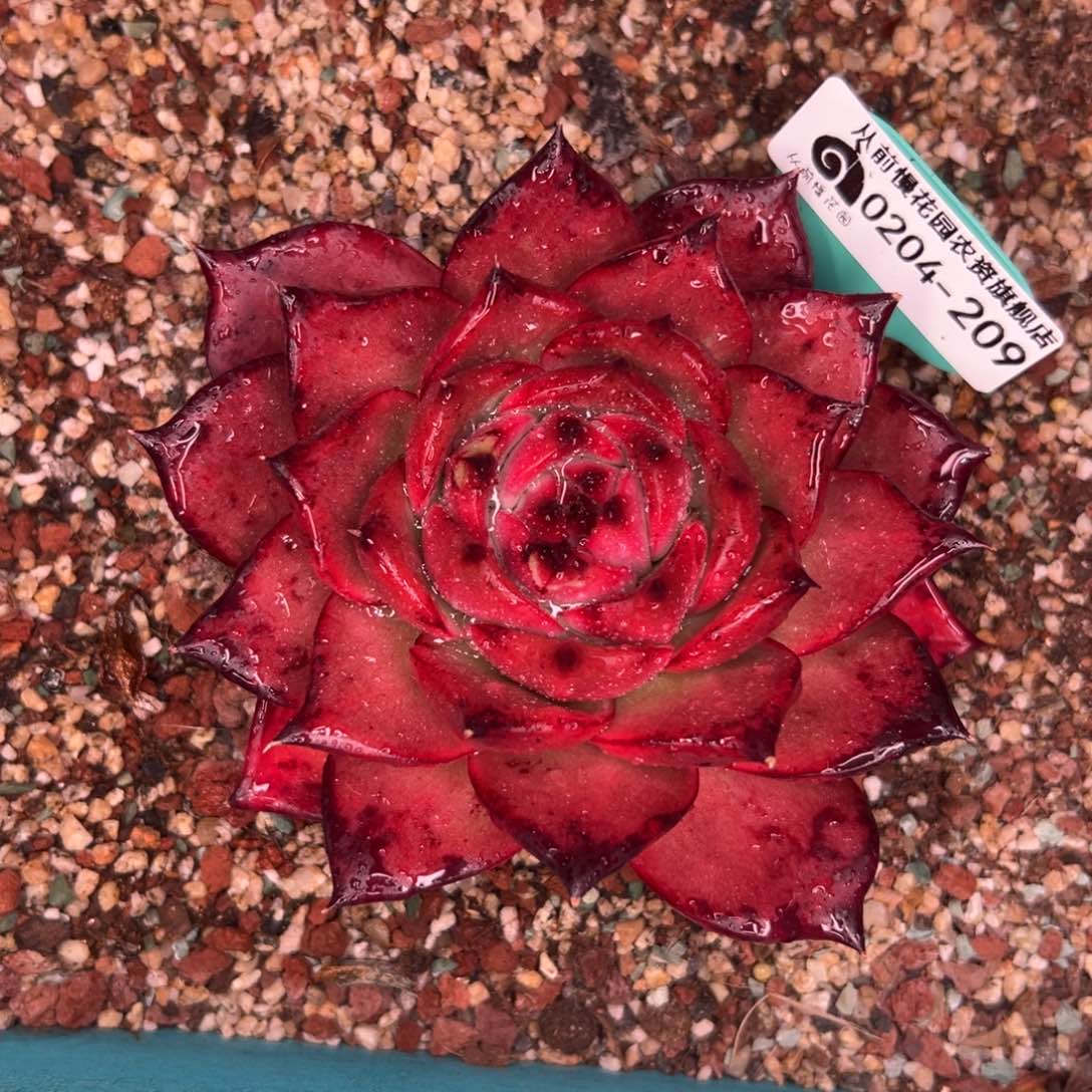 多肉一物一拍0204-209