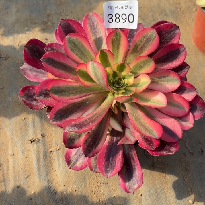 蛇毒美杜莎多肉3890