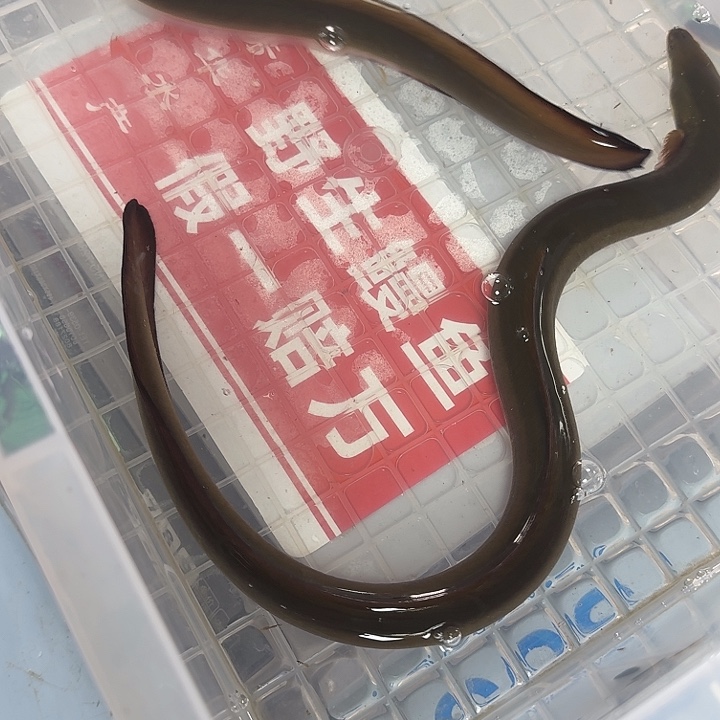 野生鳗鱼包活一斤一两多