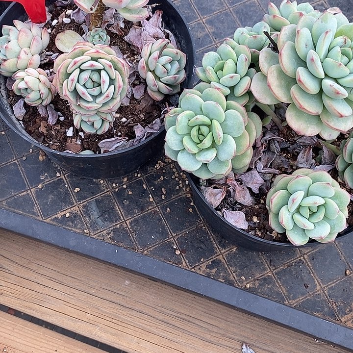 香草老桩。福利多多