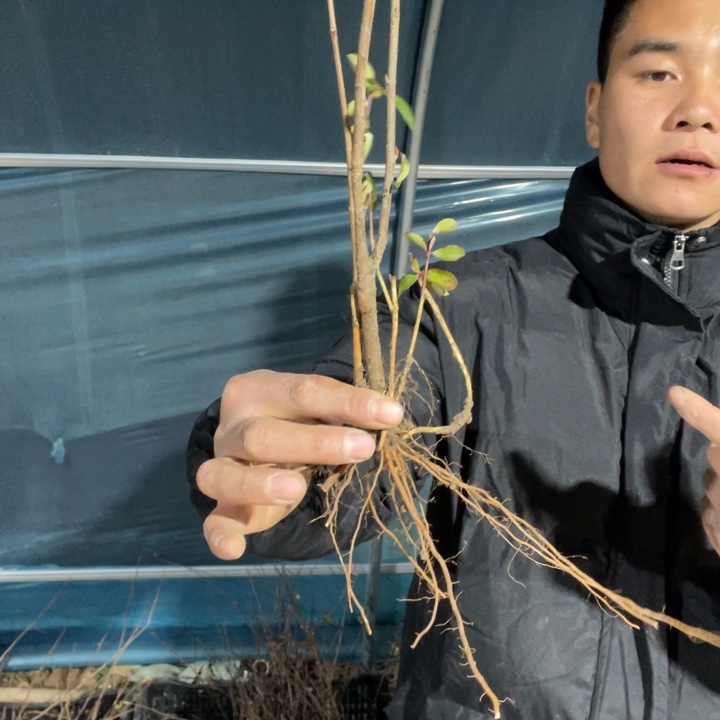 皇族海棠花一颗苗