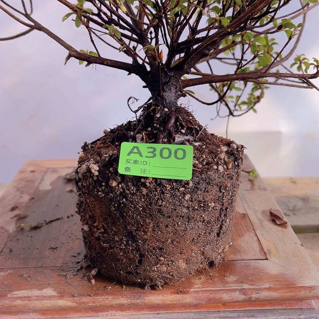 红陶直播时间一直一直