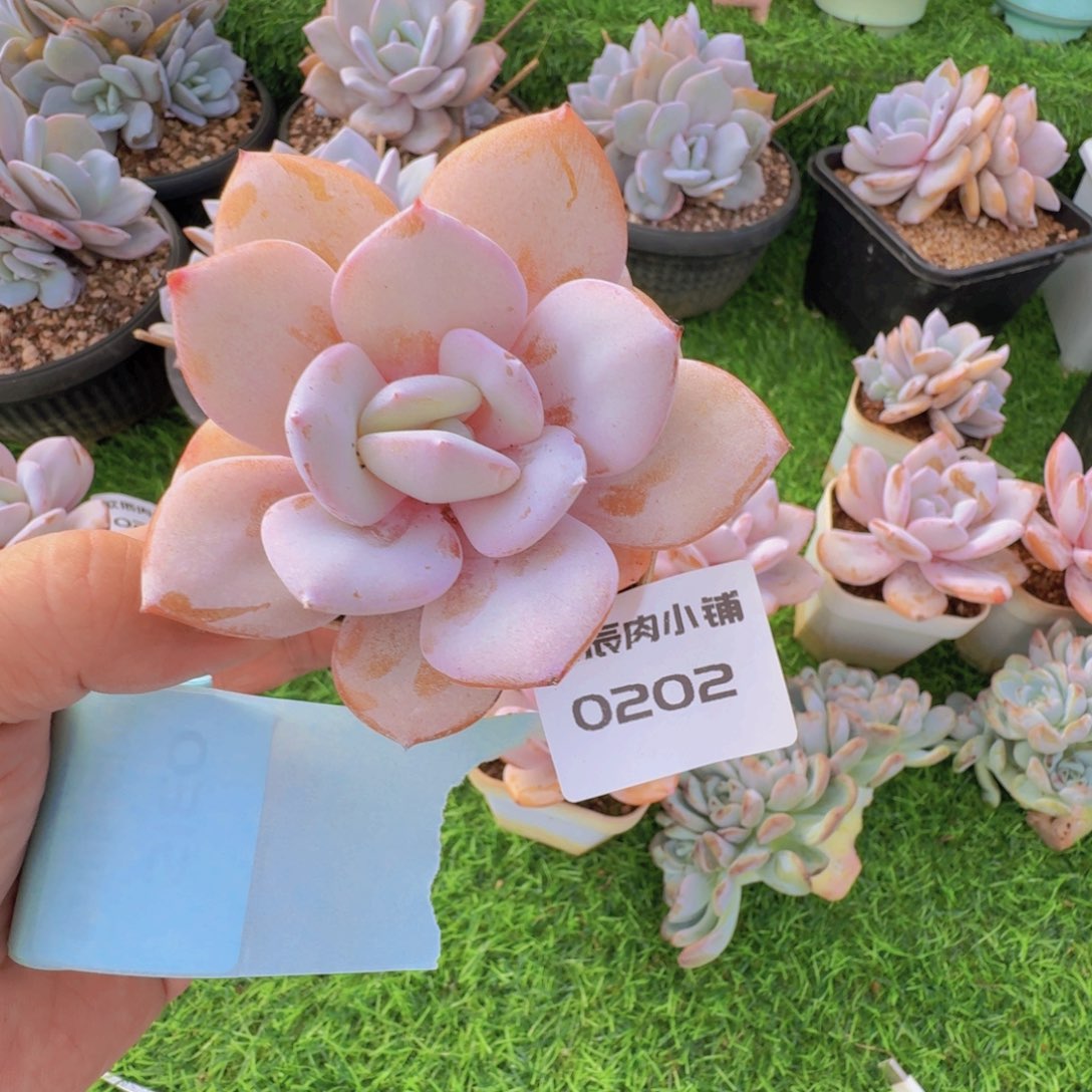 多肉植物奶茶单头0202