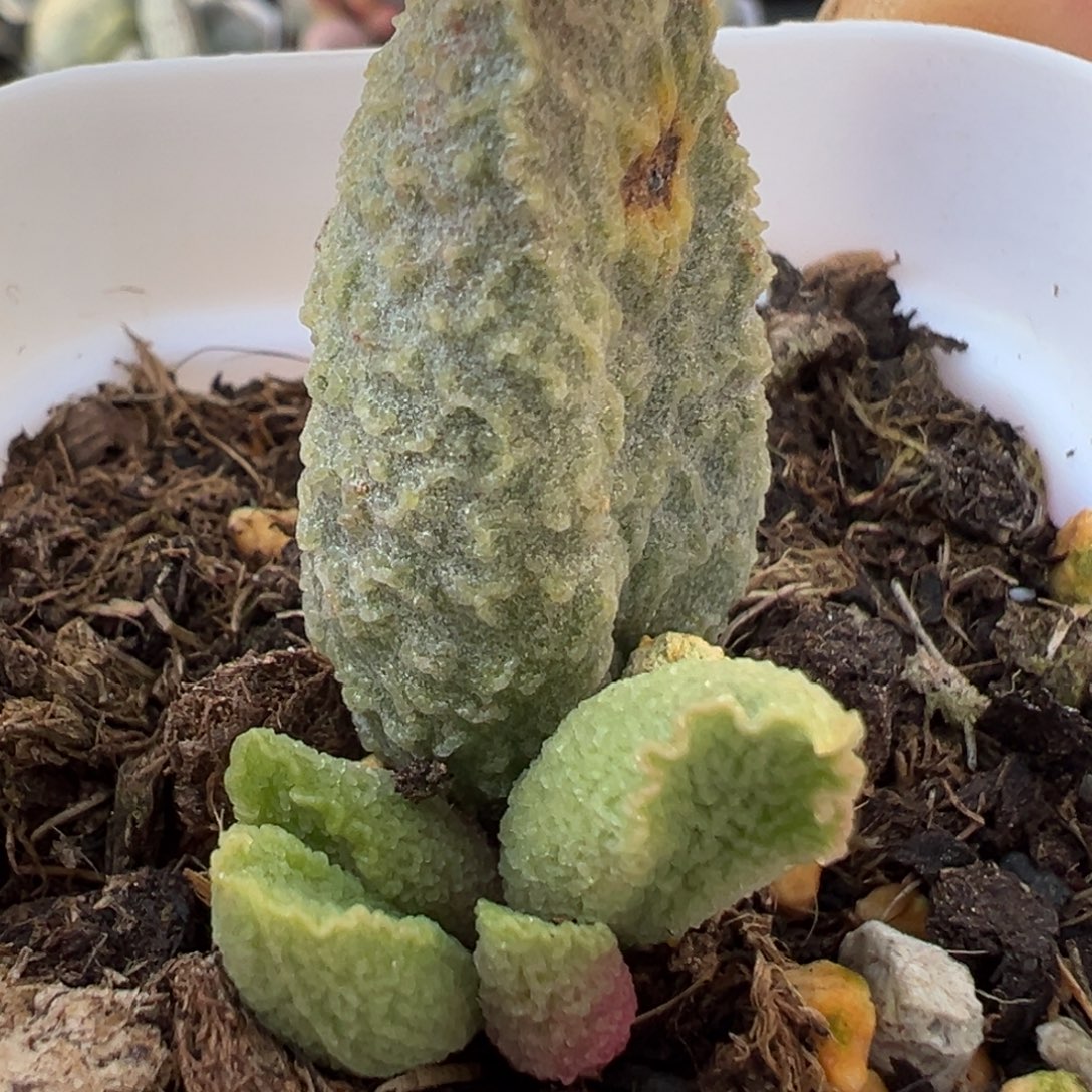 母叶有疤特价碧彩水泡多肉植物