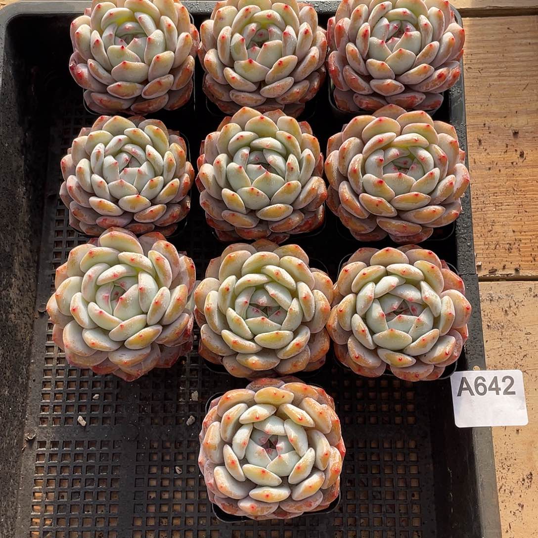 642多肉植物多肉植物