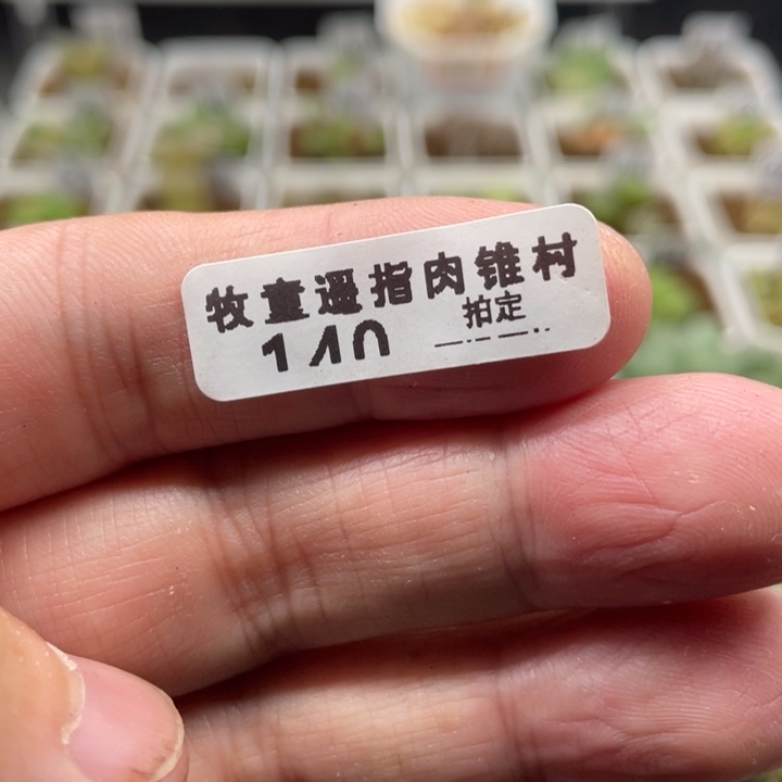 燕*小红嘴10颗，140号……1111111