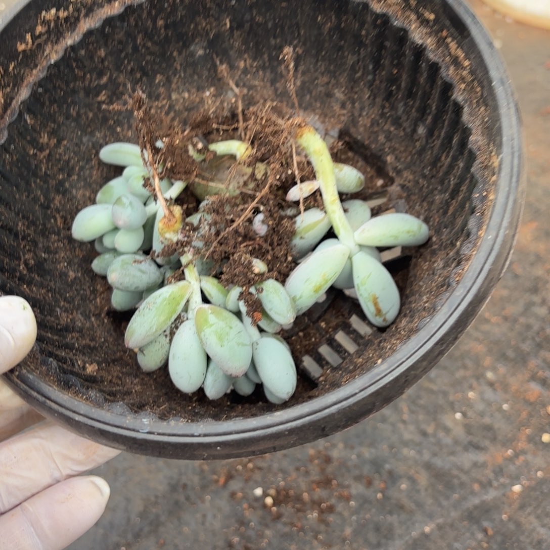 肉***锦多肉植物米糕奶小苗发货