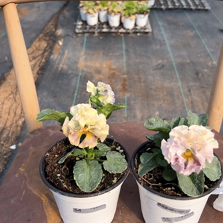 木抖音直播闪拍54/55