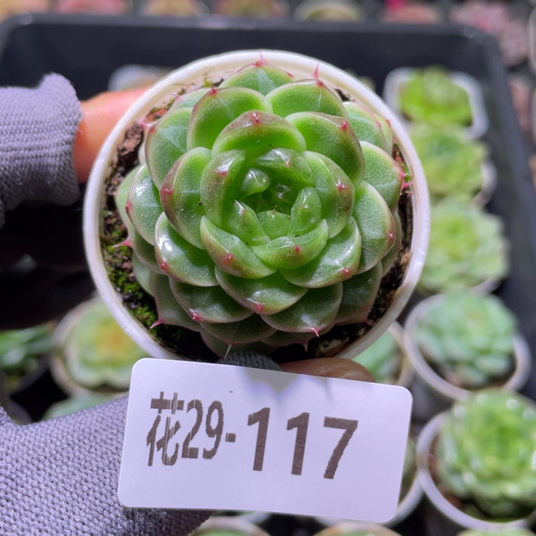 花利美29-117碧砚