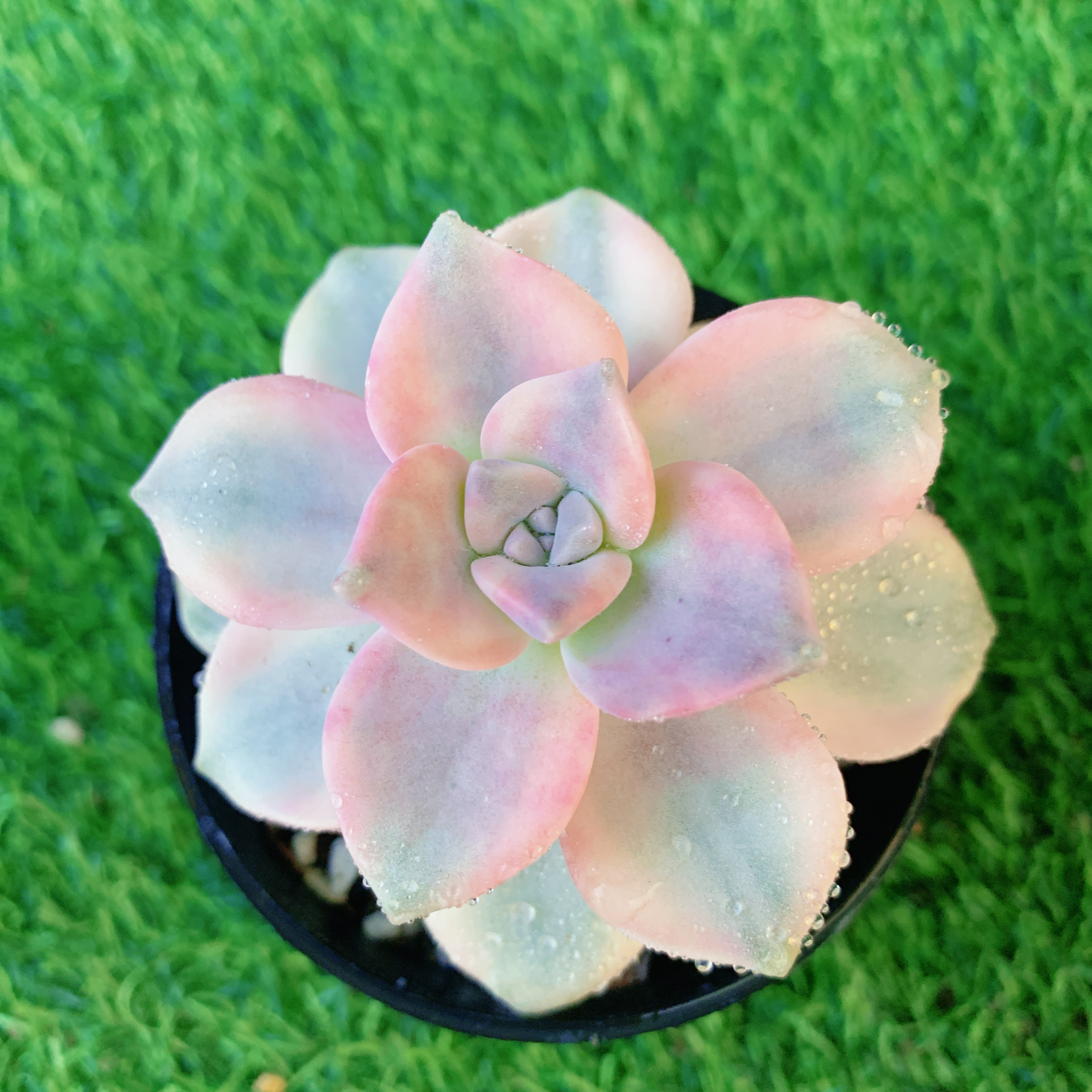 紫乐锦单头5-7CM【花界草堂】精品多肉阳台盆栽新手易养一单包邮