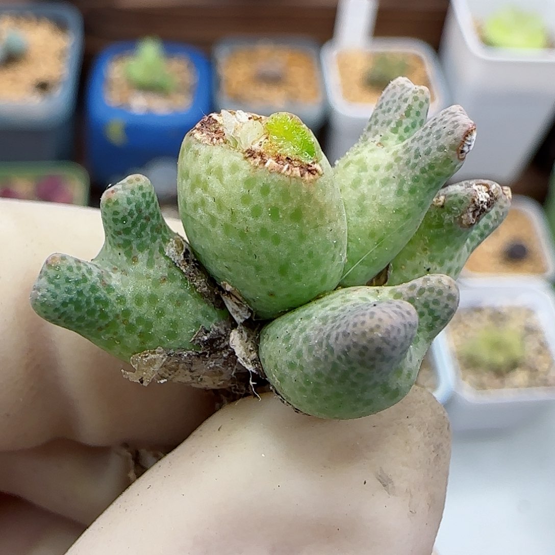 746园艺鹿角斑马