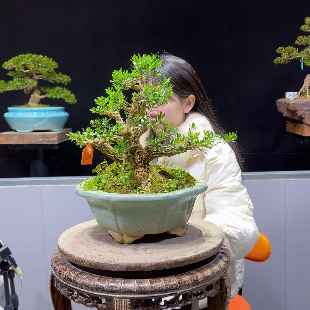 四季常青老桩黄杨盆景