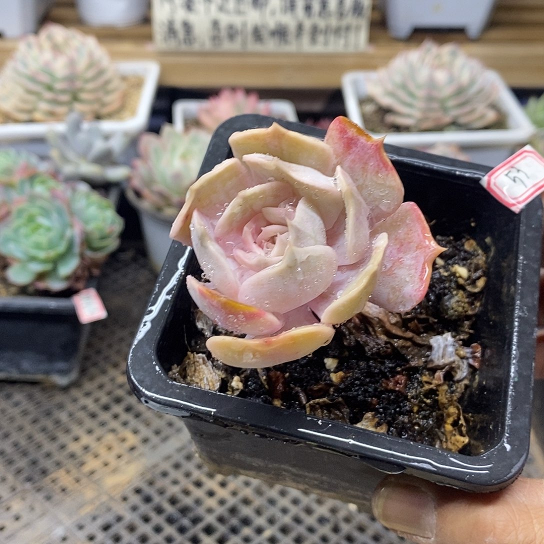 0853 老庄漫威凸起