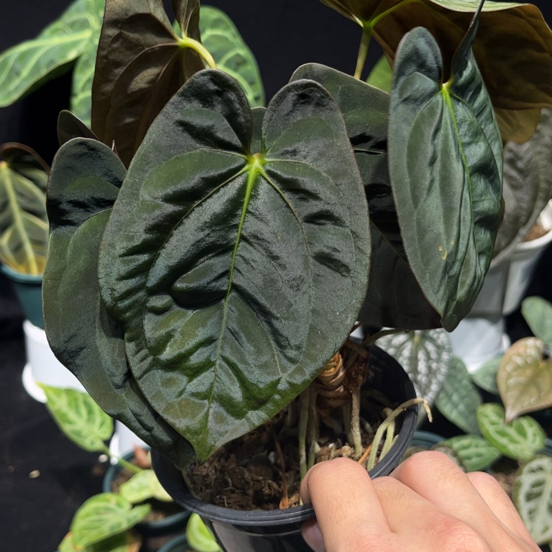 不开花植物加通湖papi