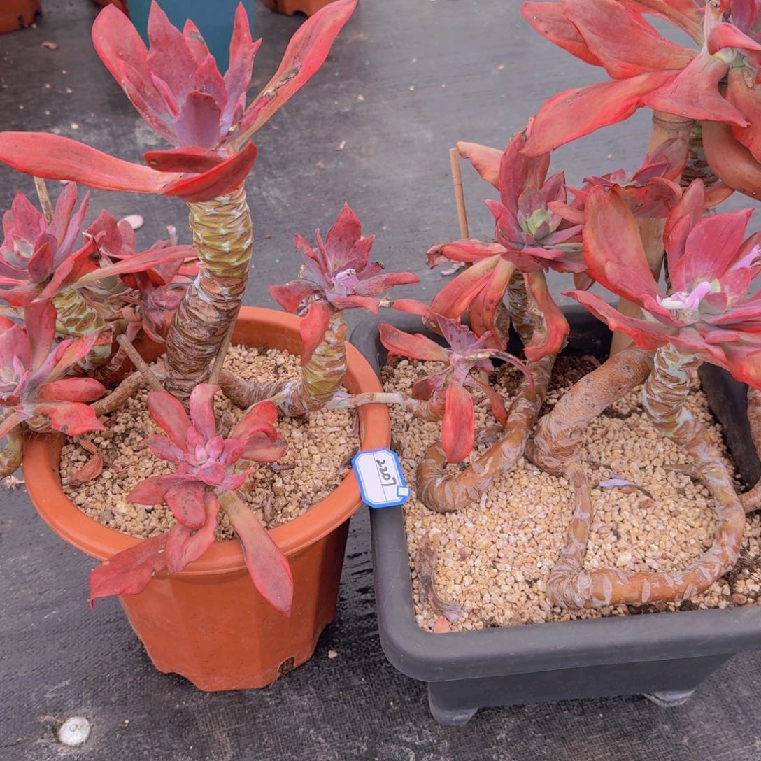 2207钻石锦凡艺多肉