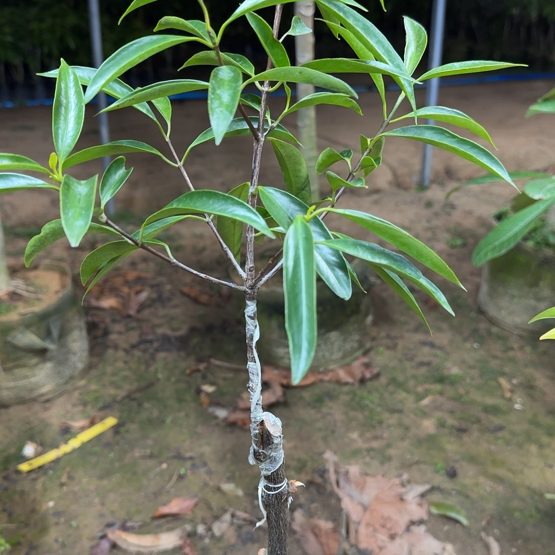 蘇***財当前无花栽培后可以开花山竹