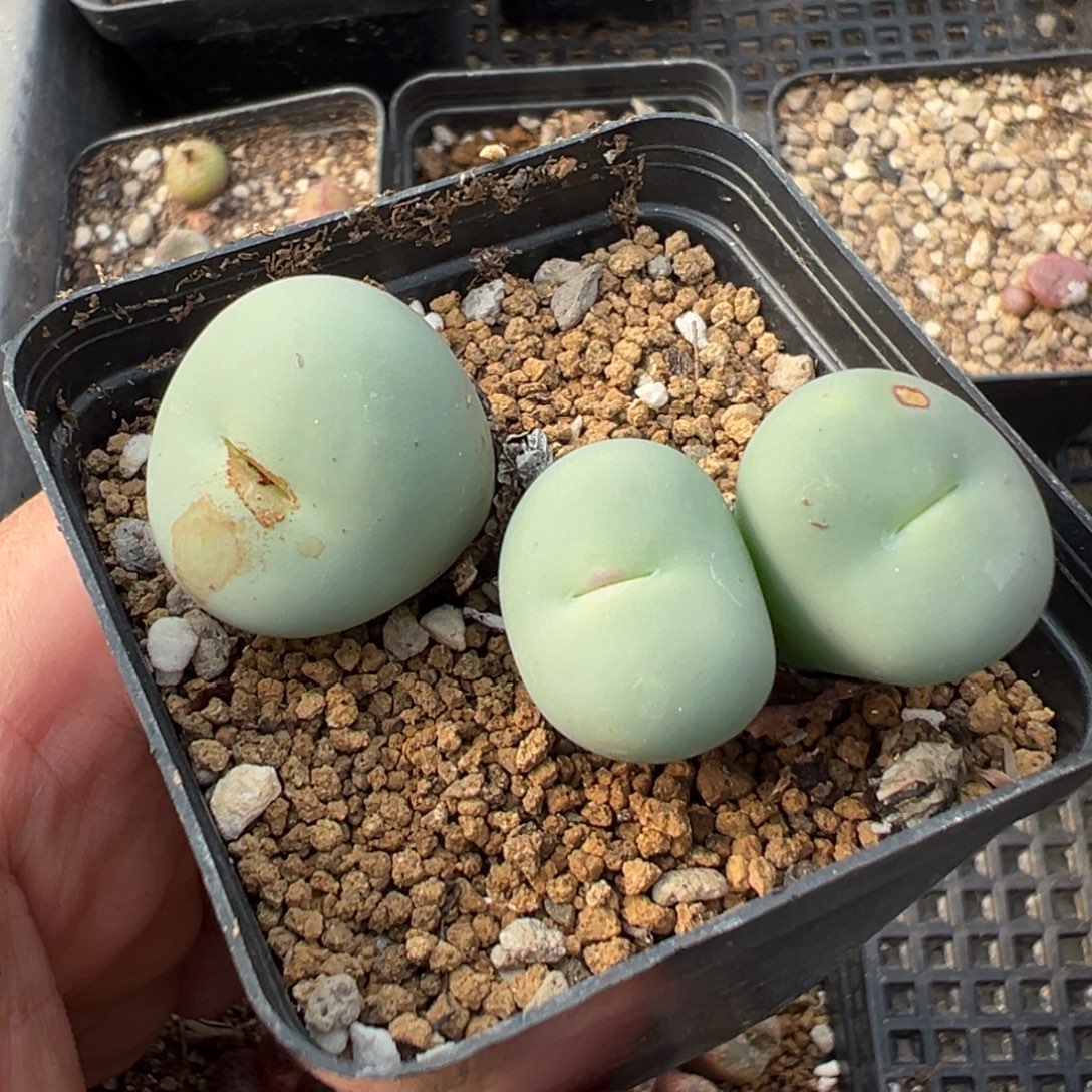 8-16肉锥多肉植物，