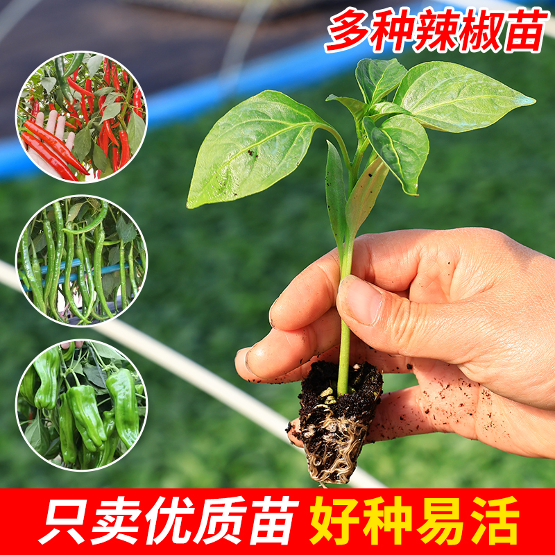 【辣椒苗2】高产螺丝椒苗牛角椒长线椒苗美人椒苗朝天椒苗薄皮椒苗