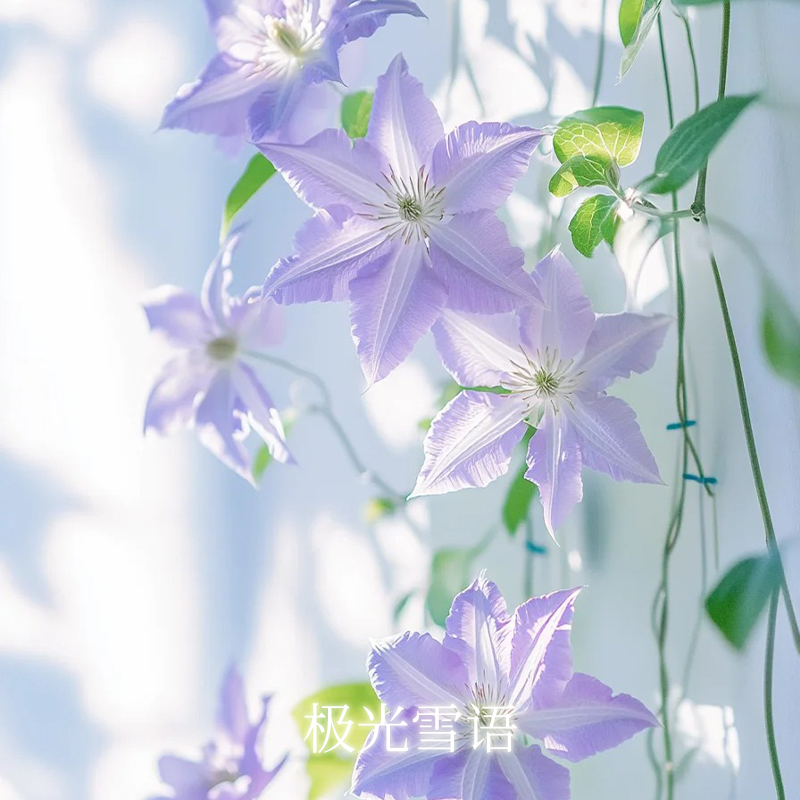 30ml极光雪语合方精油