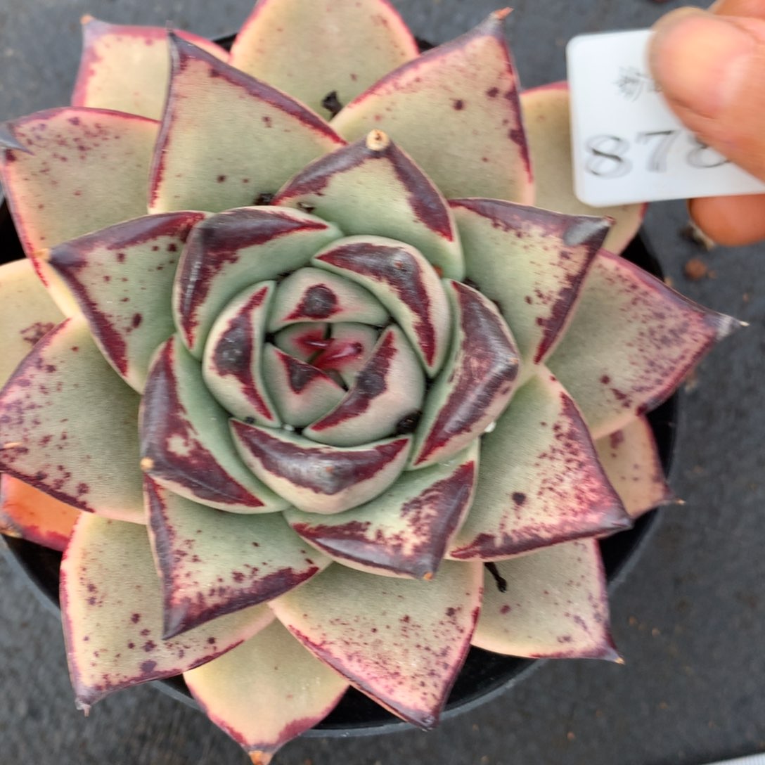 8783杂交多肉老桩