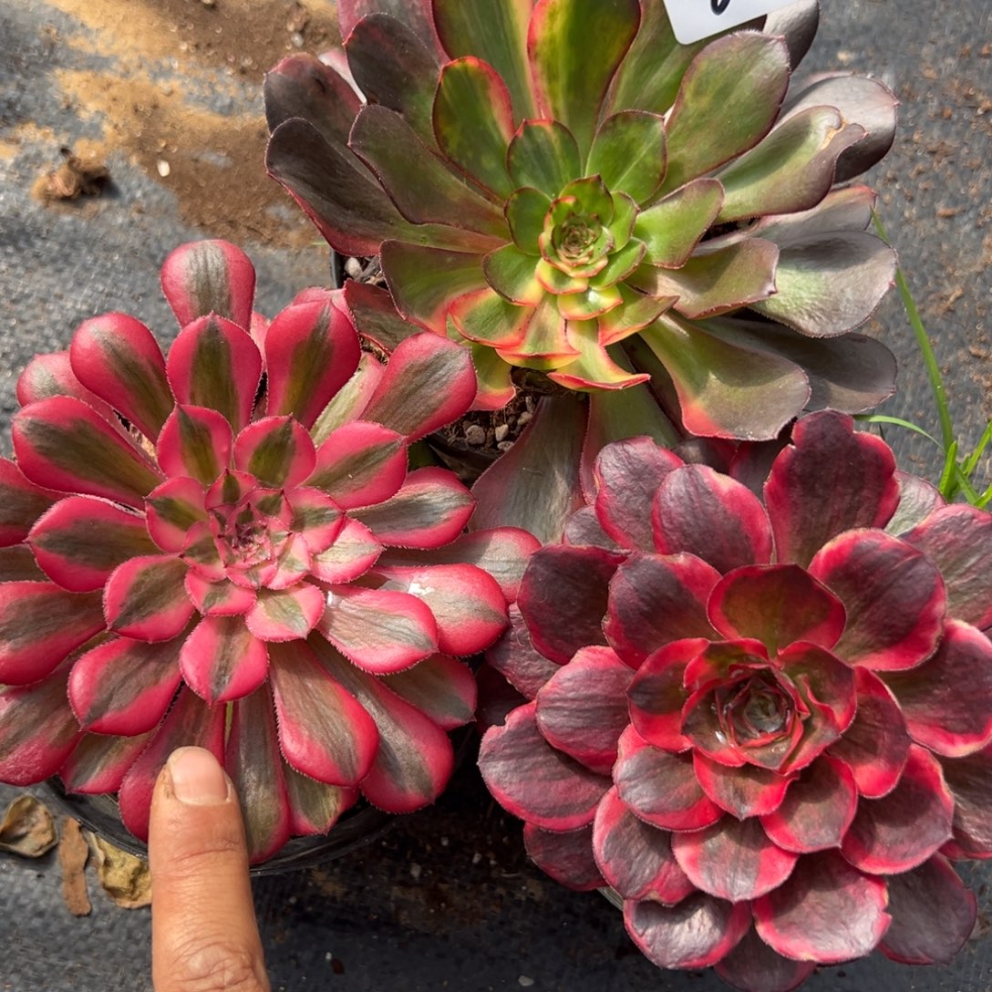  64三颗多肉嘻嘻嘻