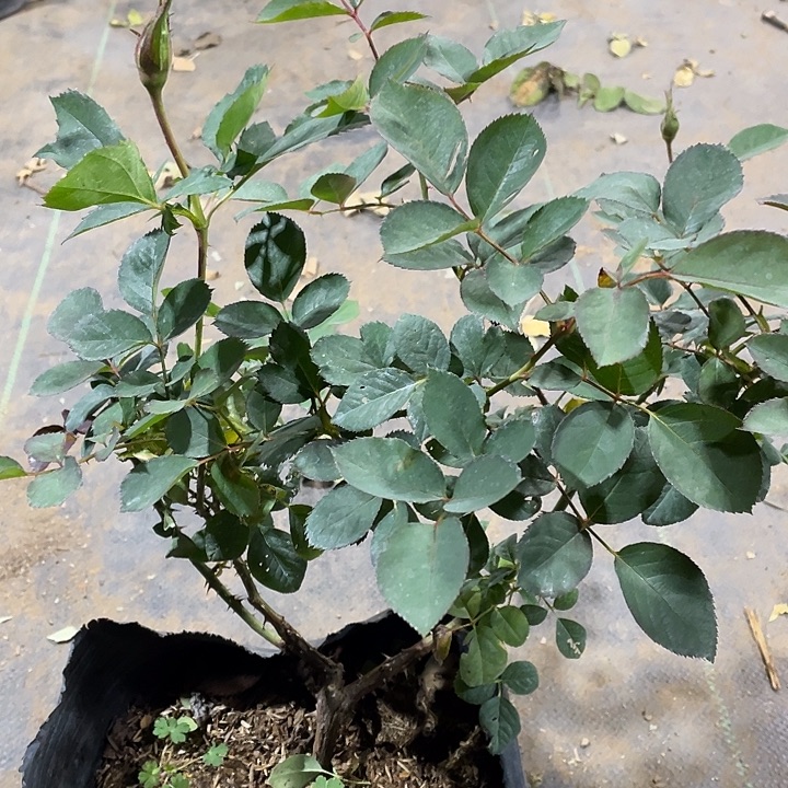 当前无花朵，栽培后可花朵莫里斯尤特里罗