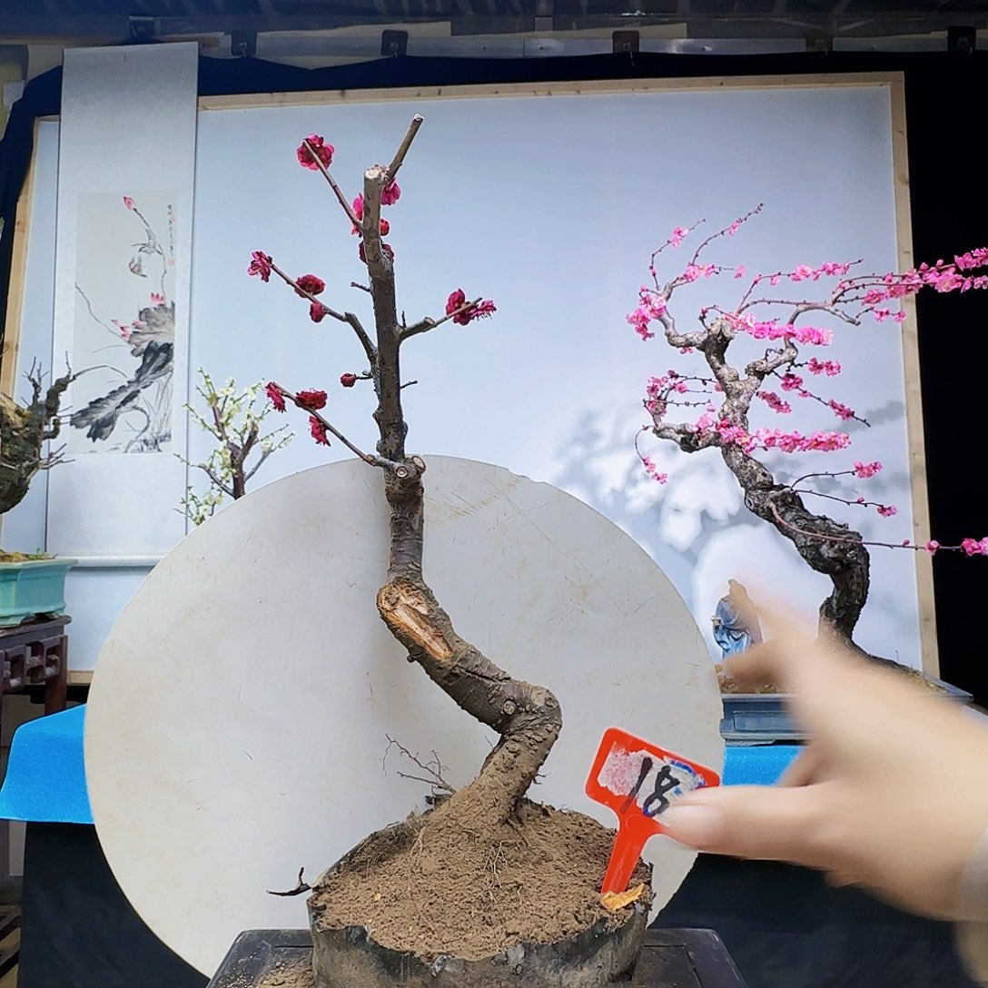 红陶苍*雪 r g h j k l