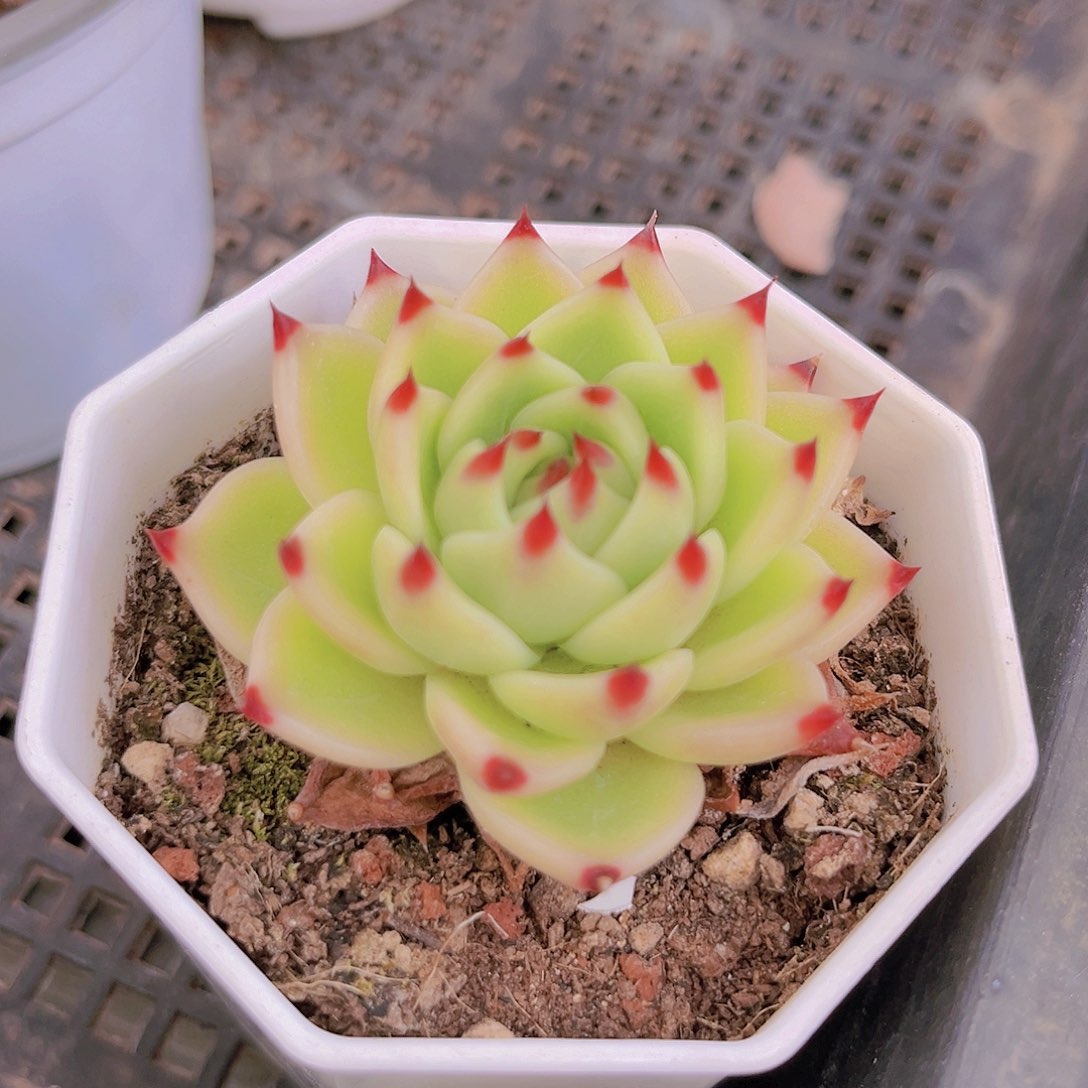 蓝龙88899999999999