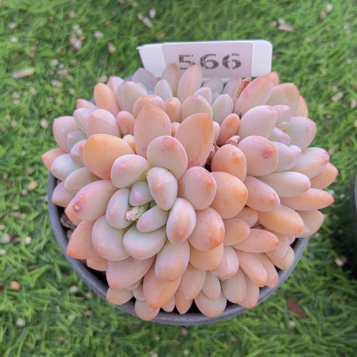 健健康康平平安安