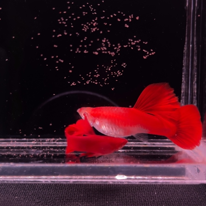 海水鱼血红火麒麟1对