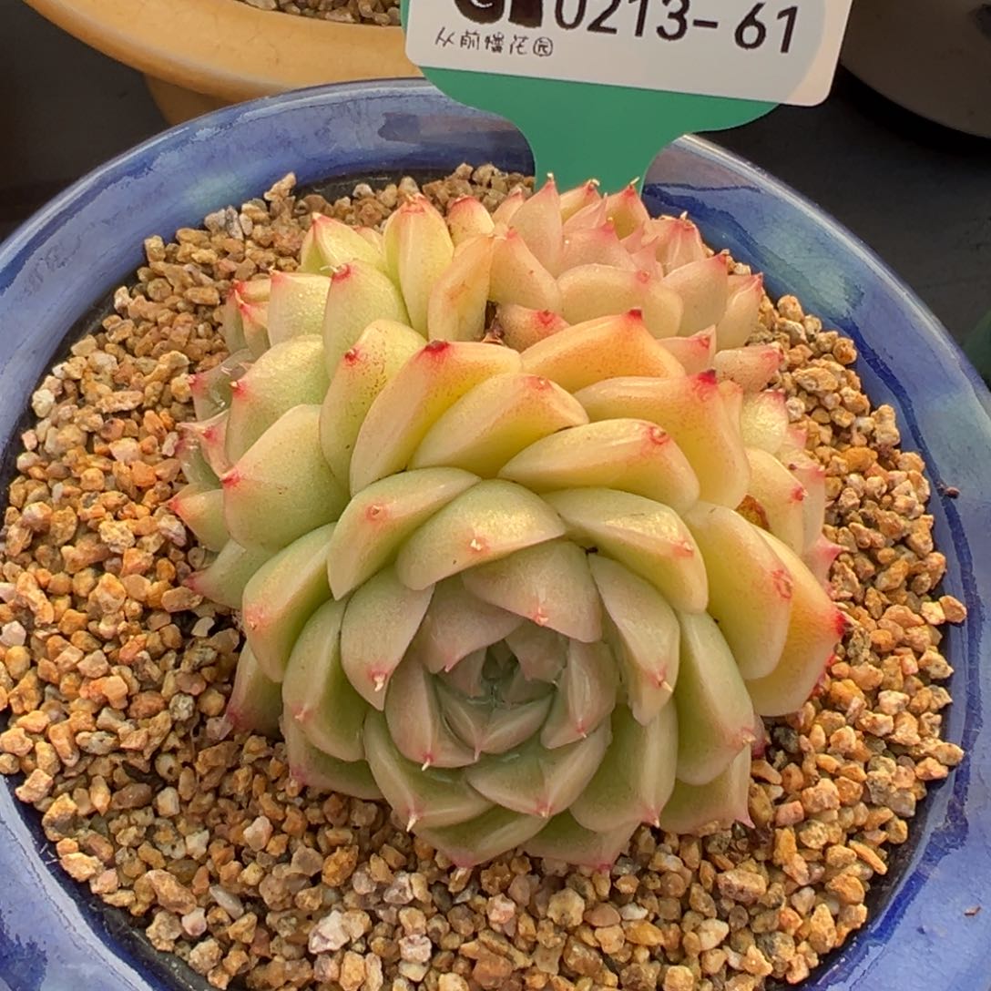 从前慢多肉精选编号0213.61