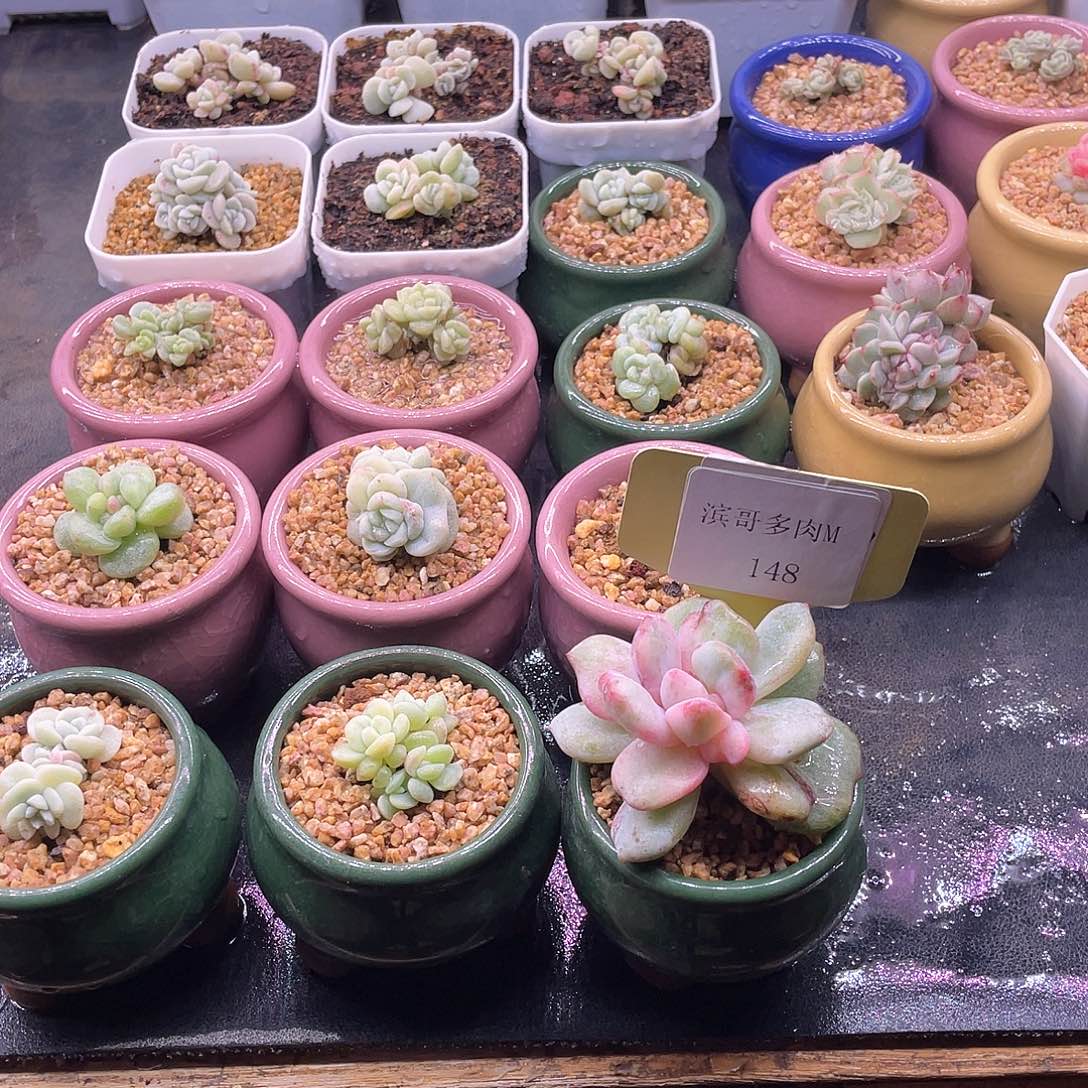 滨哥多肉M148橙梦露锦