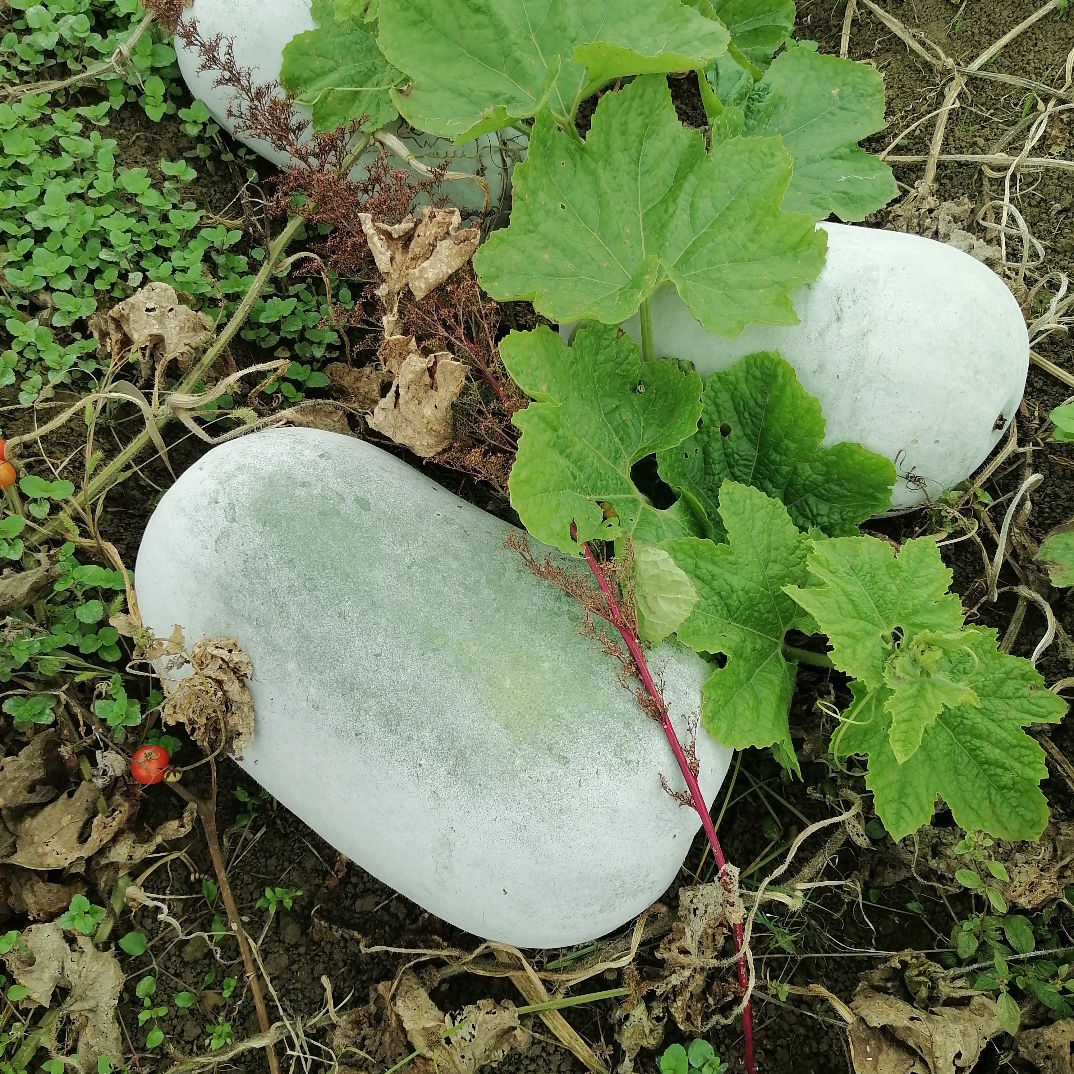 贵州高山农家自种冬瓜，带冬瓜霜