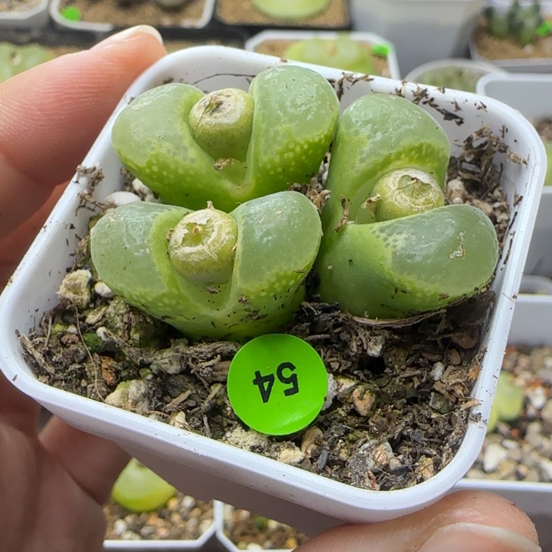 漂漂亮亮3头多肉带盆54