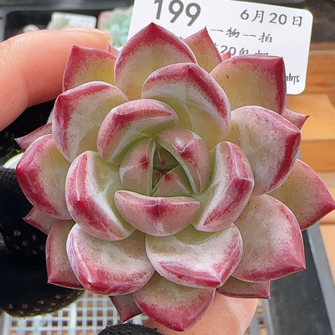 0620-199夜魔侠夜魔侠