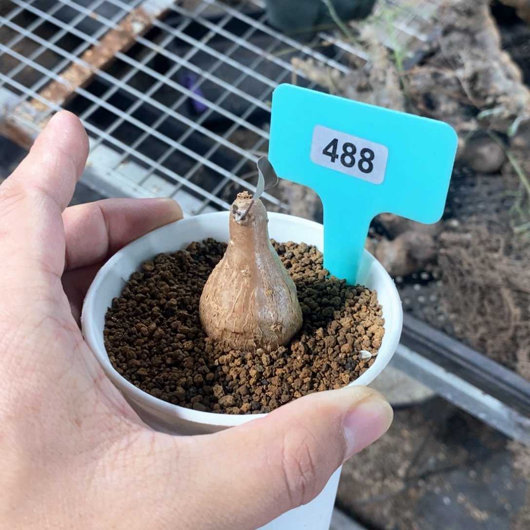 紫花厚炖菊多肉植物