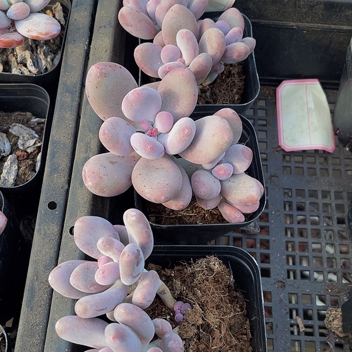 双头桃美人带盆土发