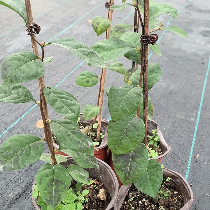 无花朵红大雫39.9