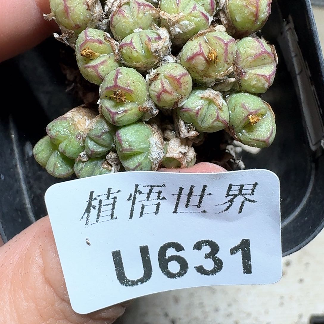 631盒多肉植物哇c c