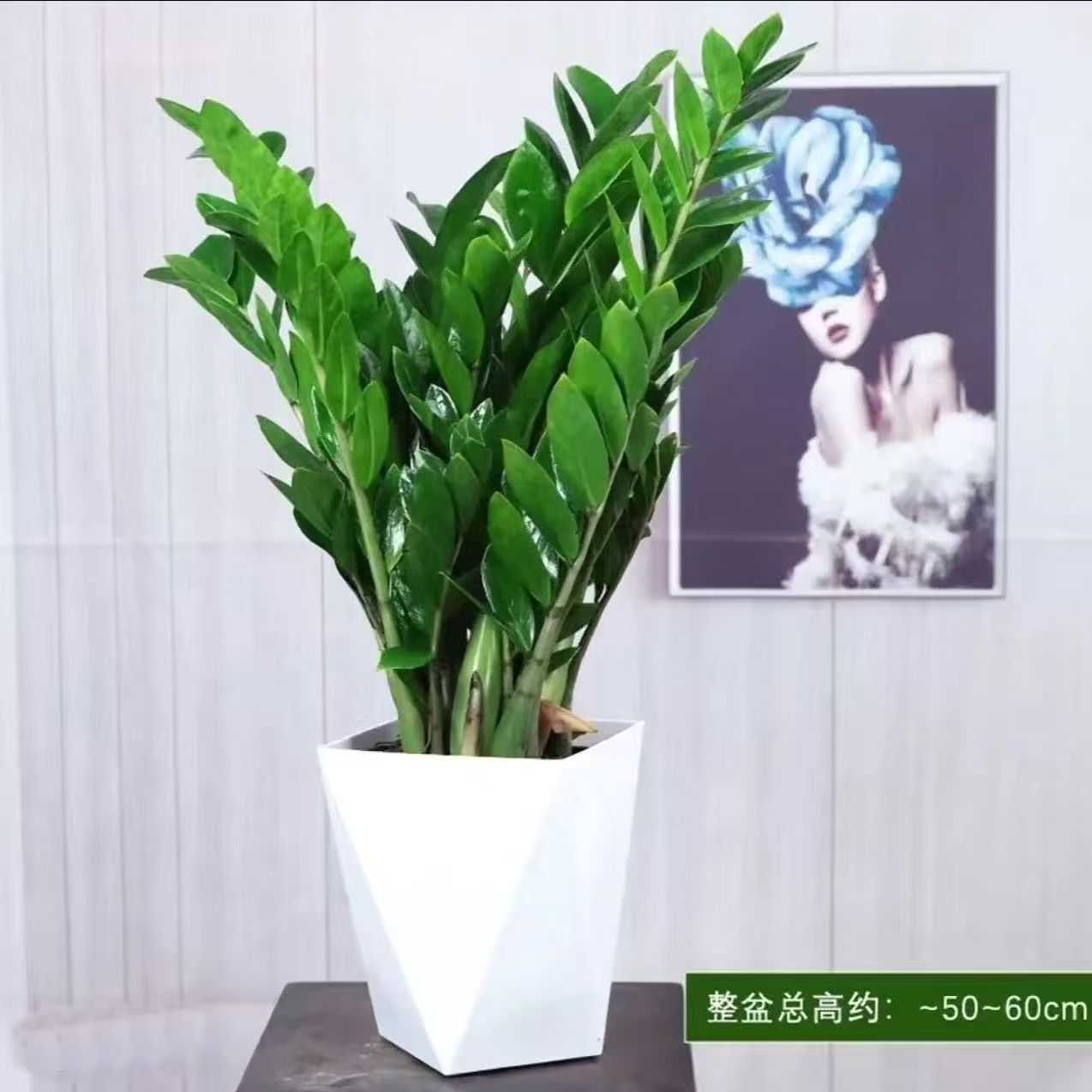 50-60厘米金钱树盆栽室内外客厅办公室净化空气四季常青绿植