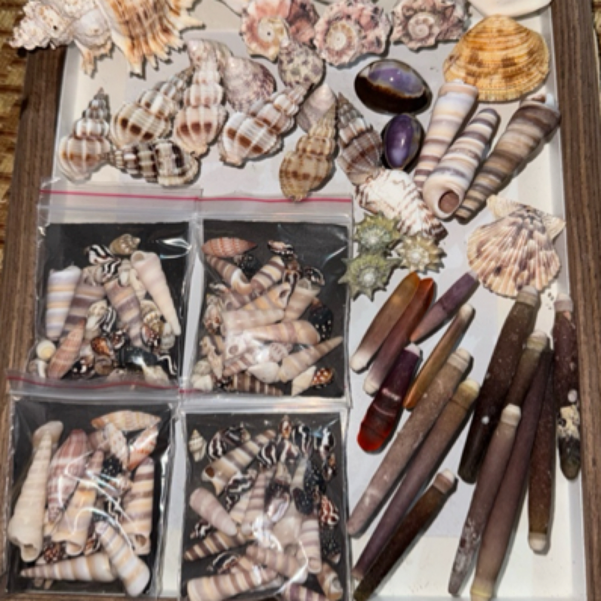 天然贝壳海螺组合饰品海洋风套盒可用装饰