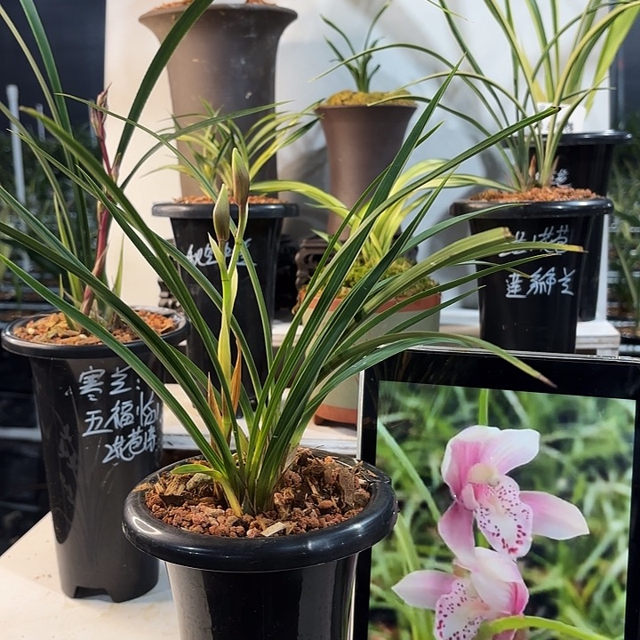 完全开放春兰红贵妃